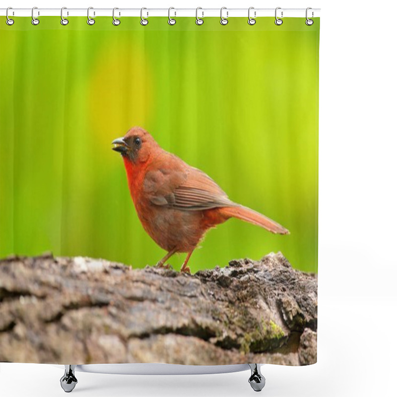 Personality  Red-throated Ant-Tanager Shower Curtains