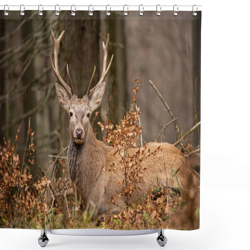 Personality  Red Deer, Cervus Elaphus, Lying In The Autumn Forest. Shower Curtains