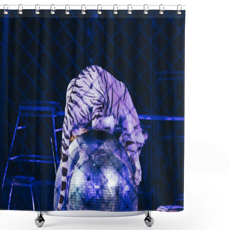 Personality  KYIV, UKRAINE - NOVEMBER 1, 2019: Selective Focus Of Tiger On Mirror Ball Behind Grid Of Circus Stage Shower Curtains