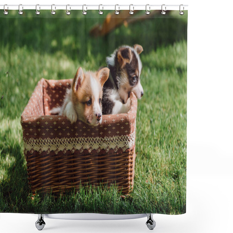 Personality  Cute Fluffy Welsh Corgi Puppies In Wicker Box On Green Grassy Lawn At Sunny Day Shower Curtains