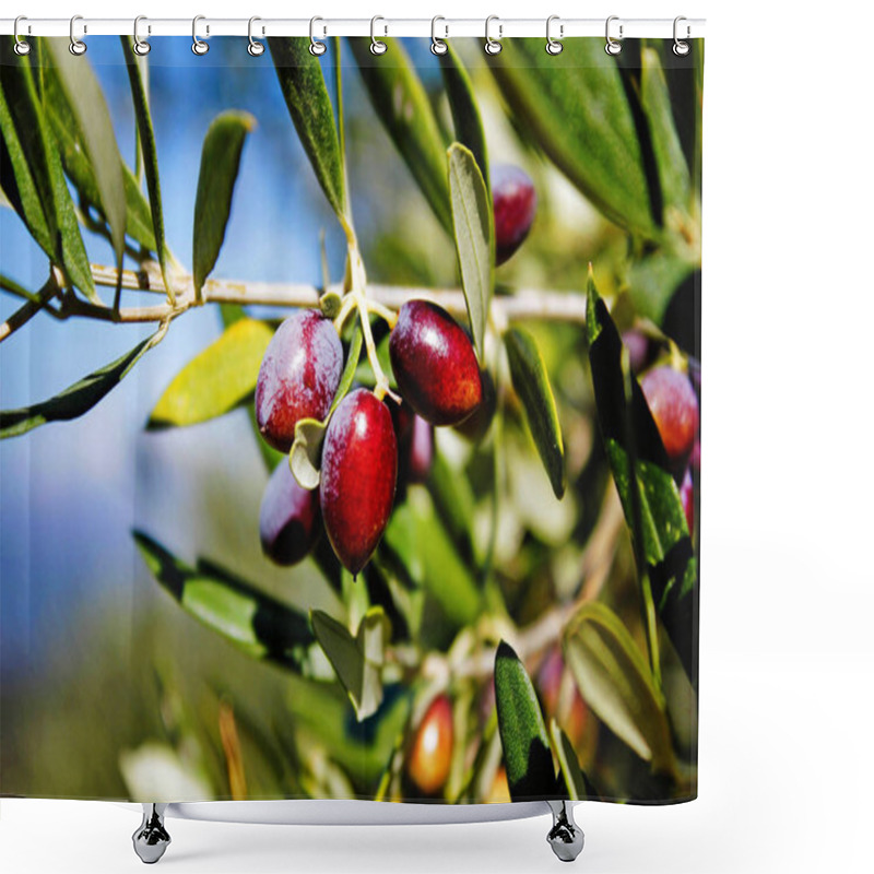 Personality  Koroneiki Olives On Olive Tree, Olive Grove In Kalamata, Peloponnese, Southwestern Greece. Shower Curtains