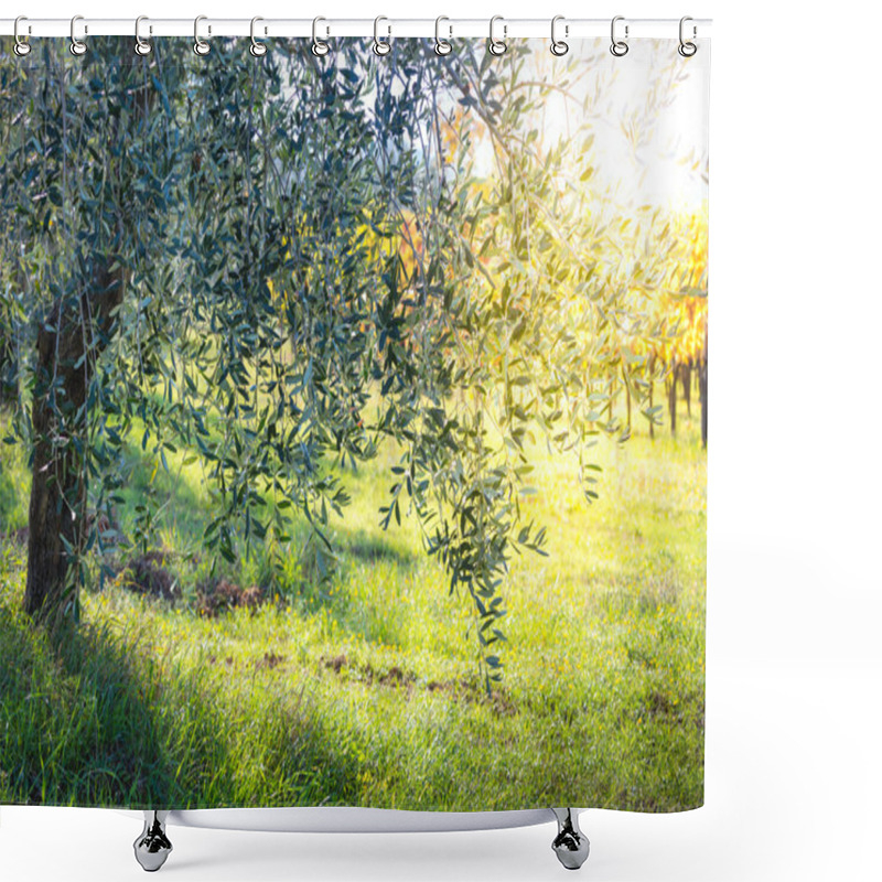 Personality  Beautiful Sunrise Landscape Of Olive Trees Plantation Shower Curtains