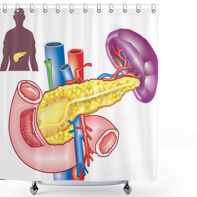 Personality  Pancreas Shower Curtains