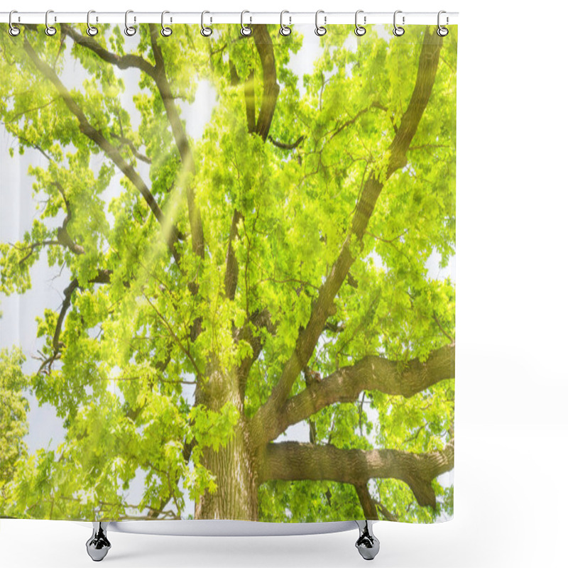 Personality  Big Old Oak Tree Shower Curtains