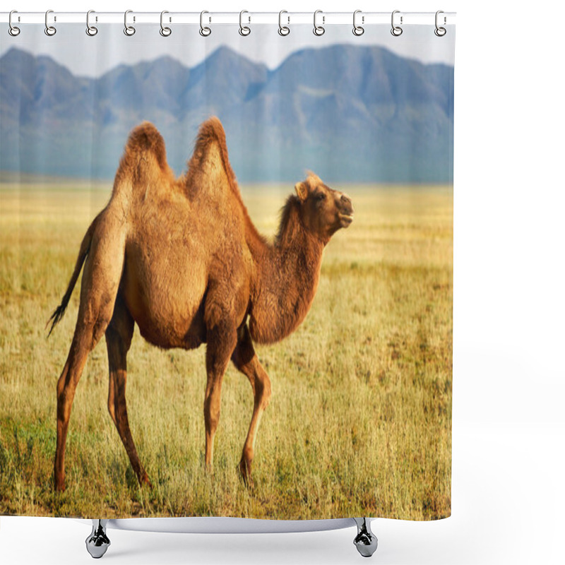 Personality  One Camel In Mongolia Shower Curtains