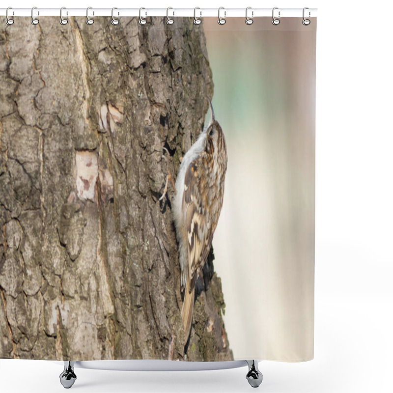 Personality  Eurasian Treecreeper, Certhia Familiaris. In The Early Morning, The Bird Searches For Prey In The Bark Of Trees Shower Curtains