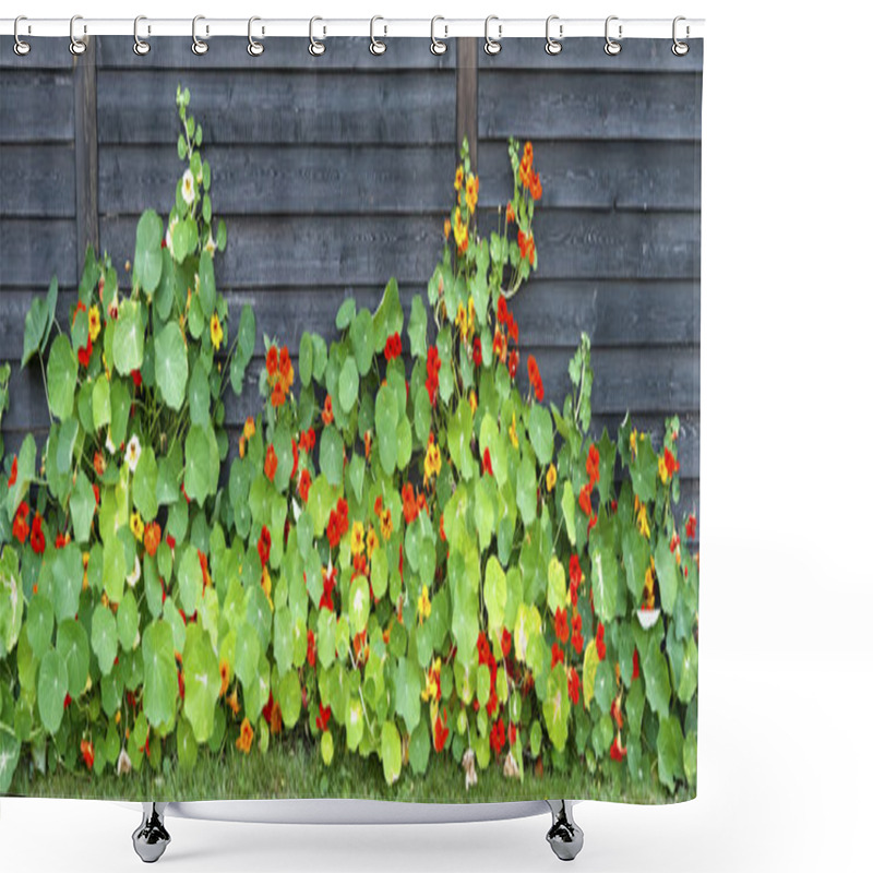 Personality  Garden Nasturtium At A Fence Shower Curtains