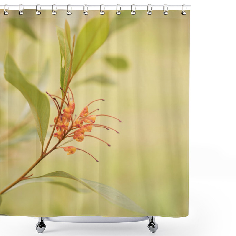 Personality  Australian Native Wildflower Grevillea Spider Flower Shower Curtains