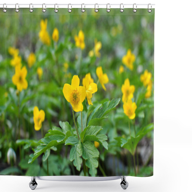 Personality  In The Spring In The Wild Forest Blooms Anemone Yellow (Anemone Ranunculoides). Shower Curtains