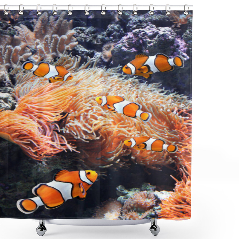 Personality  Sea Anemone And Clown Fish Shower Curtains