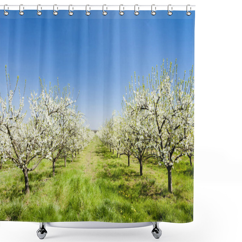 Personality  Blooming Apricot Orchard Shower Curtains