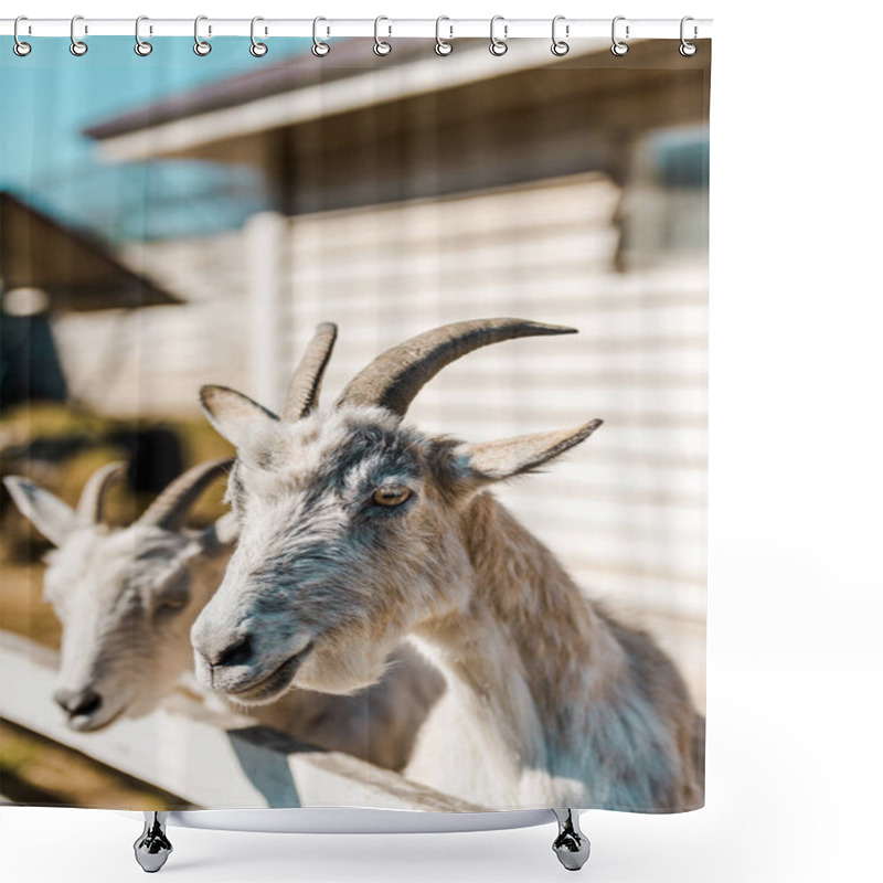 Personality  Selective Focus Of Goats Standing Near Wooden Fence At Farm  Shower Curtains