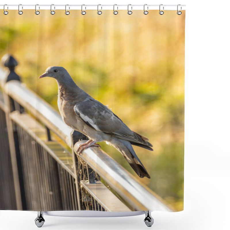 Personality  Common Wood Pigeon Seen In Dublin's National Botanic Gardens. Eats Seeds, Berries, And Crops. Found In Europe. Shower Curtains