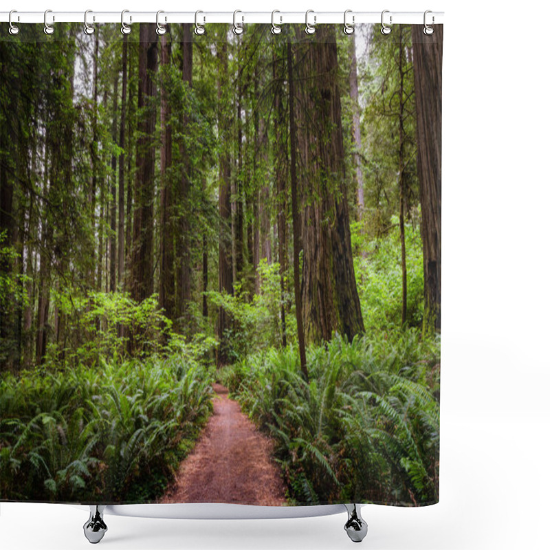 Personality  Deserted Footpath Trhough A Coastal Redwood Sequoia Forest In California. Redwood National Park, CA, USA. Shower Curtains