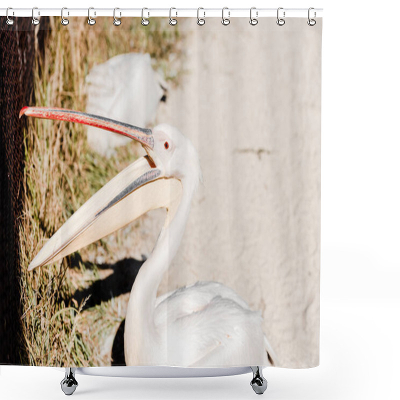 Personality  Selective Focus Of Pelican With Big Beak Screaming In Zoo  Shower Curtains