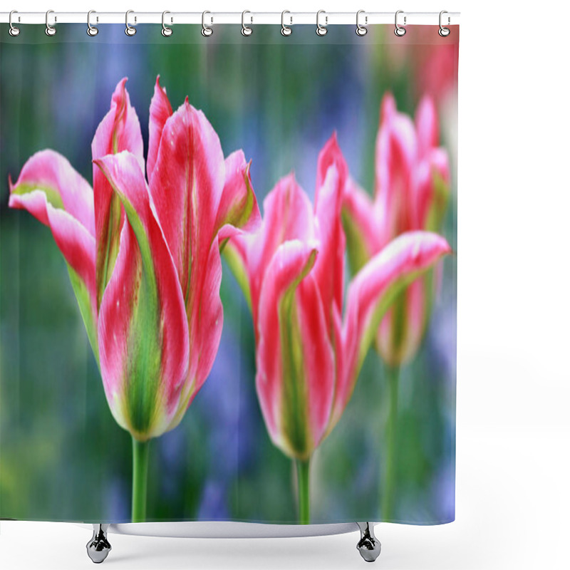 Personality  Viridiflora Tulips In Pink And Green Shower Curtains