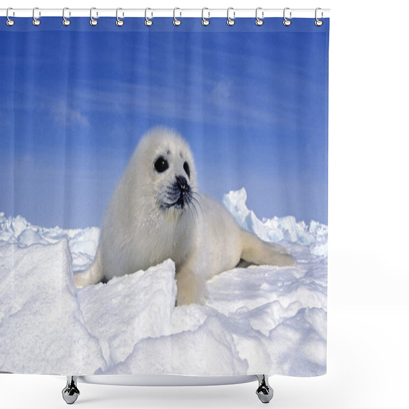 Personality  Harp Seal, Pagophilus Groenlandicus, Pup Standng On Icefield, Magdalena Islands In Canada    Shower Curtains