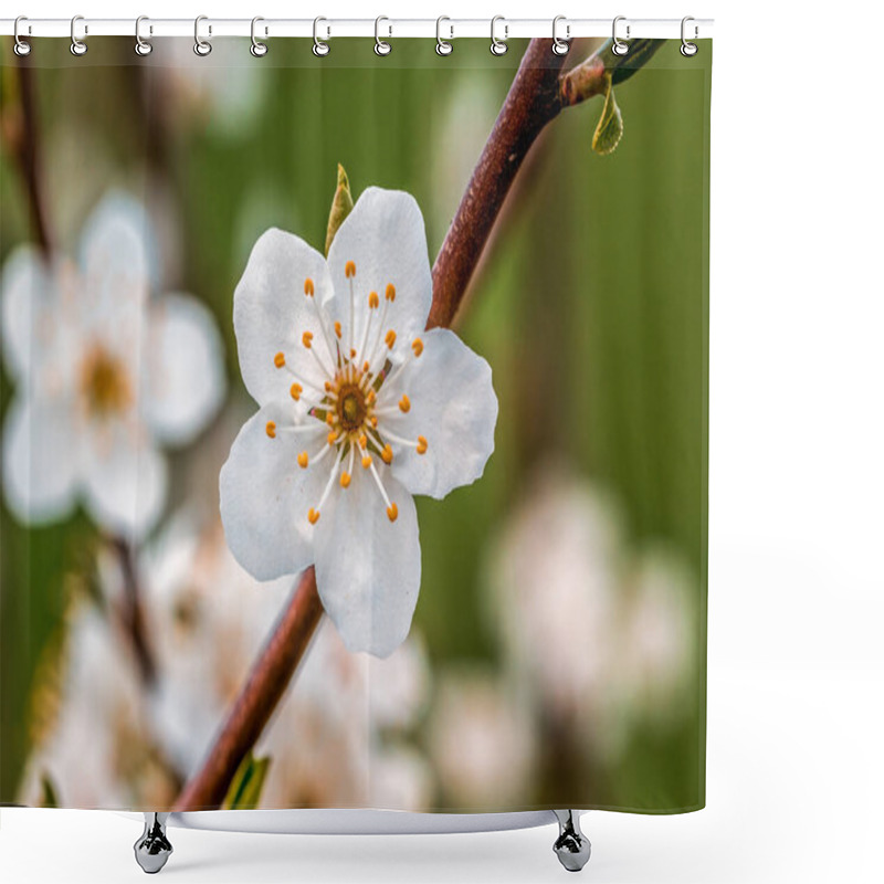 Personality  A Branch With Fresh Spring Blossoms At The Beginning Of The Year Shower Curtains