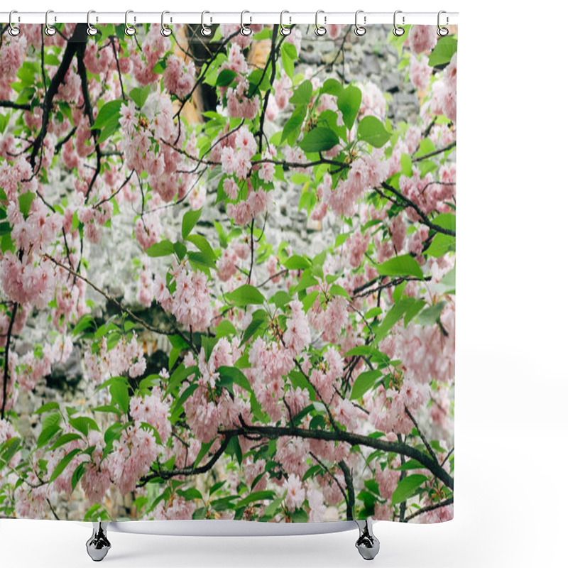 Personality  Cherry Blossom In Full Bloom. Cherry Flowers In Small Clusters On A Cherry Tree Branch. Shower Curtains