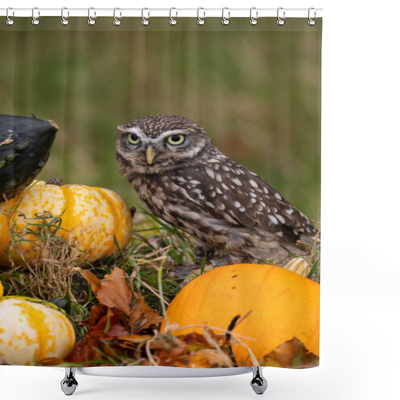 Personality  The Little Night Owl (Athene Noctua) Feeds On Insects, Small Mammals, And Birds. Photo Taken In Italy. Shower Curtains