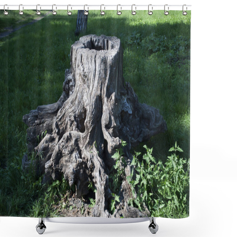 Personality  Old Tree Stump At Park Or Forest, Close Up View Shower Curtains