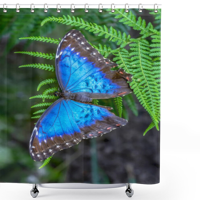 Personality  Blue Morpho, Morpho Peleides, Big Butterfly Sitting On Green Leaves, Beautiful Insect In The Nature Habitat Shower Curtains