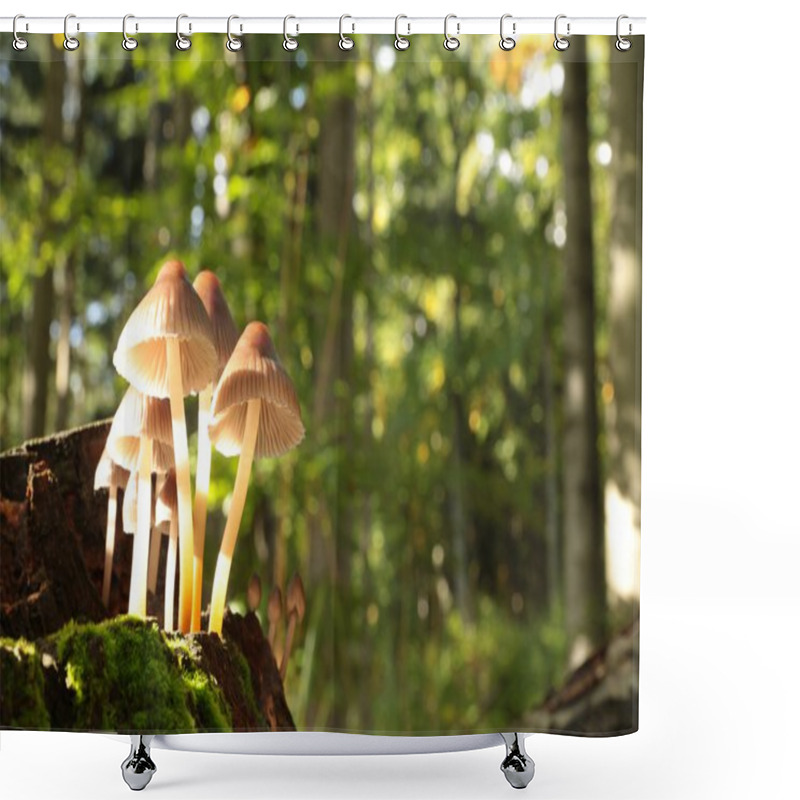 Personality  Mushrooms In The Sunshine Shower Curtains