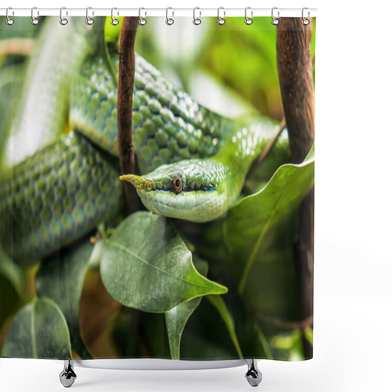 Personality  Cute Rhinoceros Ratsnake Shower Curtains