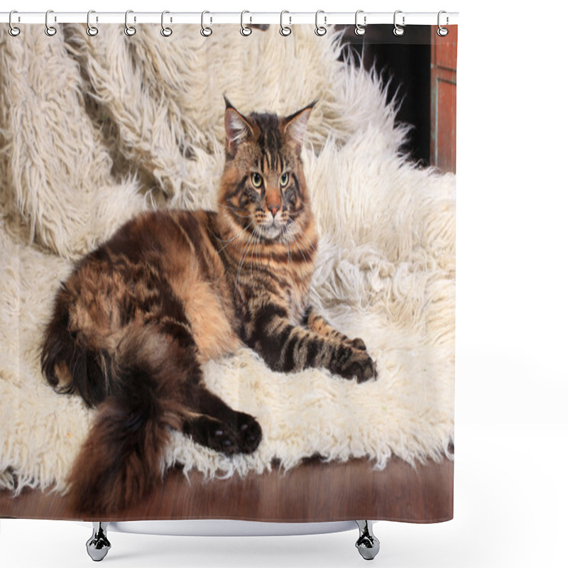 Personality  Brown Tabby Maine Coon Shower Curtains