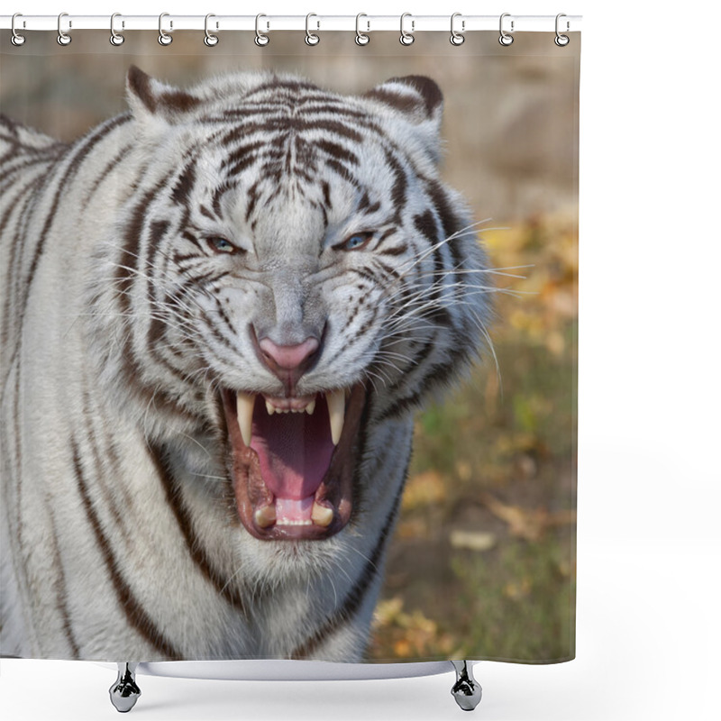 Personality  The Grin Of A White Bengal Tiger. Shower Curtains