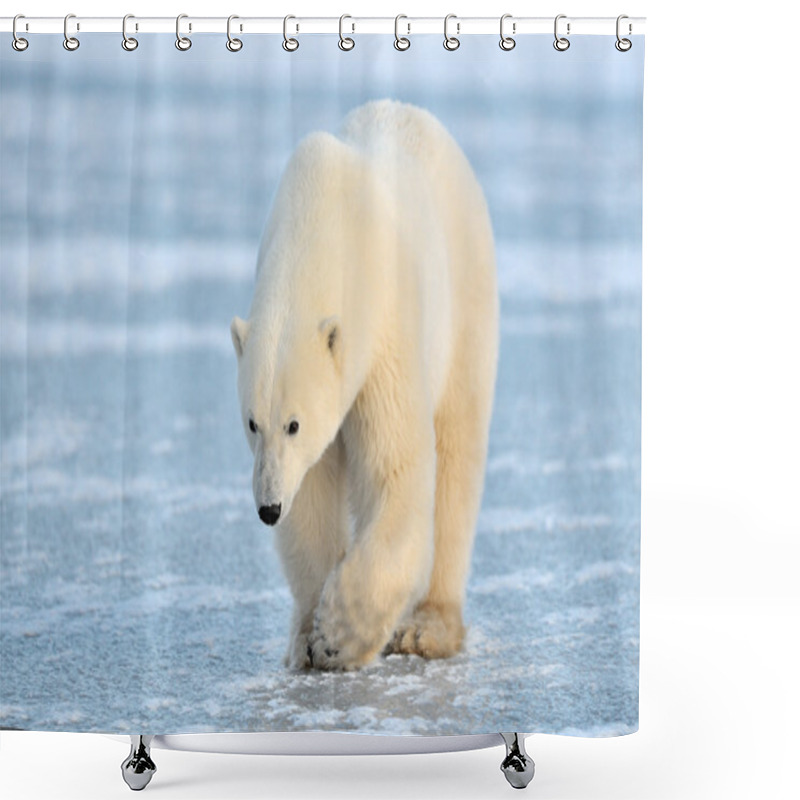 Personality  Polar Bear Shower Curtains