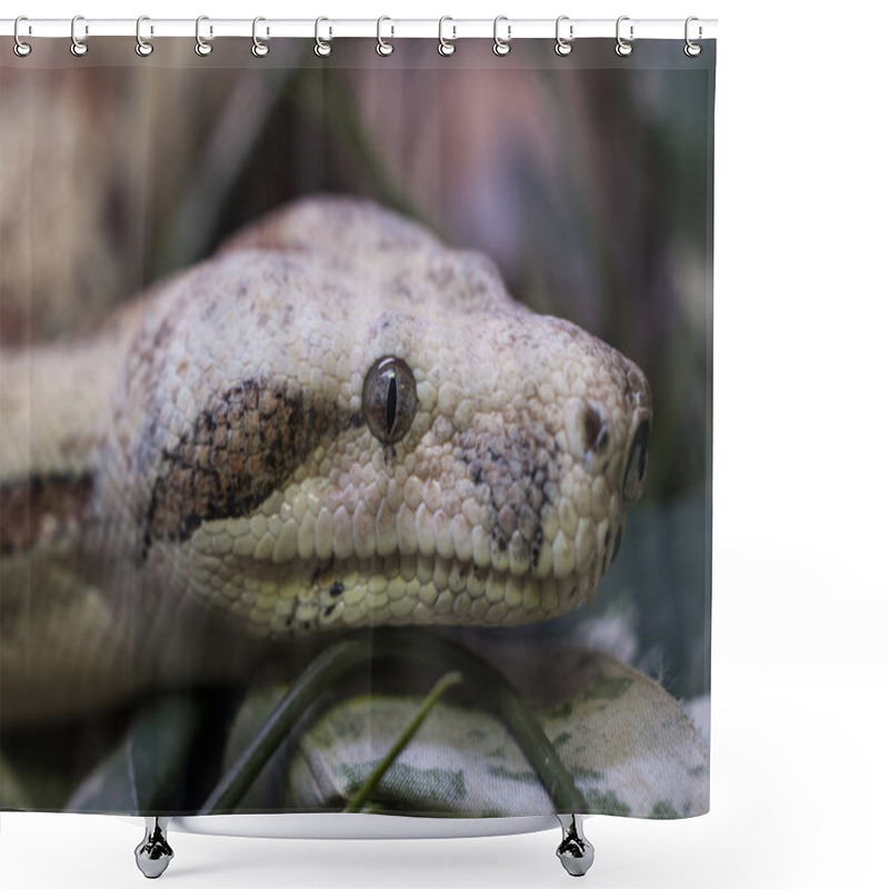 Personality  Python Snake Portrait Shower Curtains