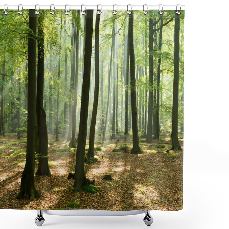 Personality  Beautiful Morning With Sunshine In Autumn Forest Shower Curtains