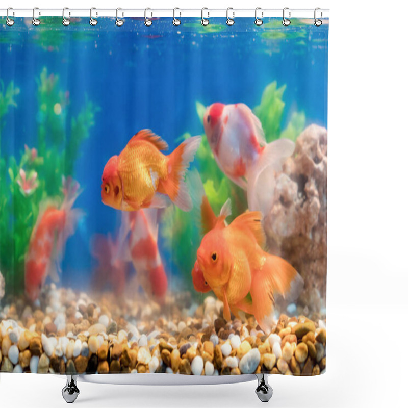 Personality  Goldfish In Freshwater Aquarium With Green Beautiful Planted Tro Shower Curtains