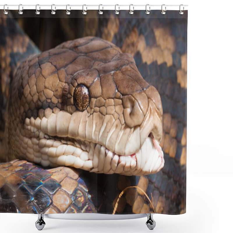 Personality  Close-up Of Python Snake Shower Curtains