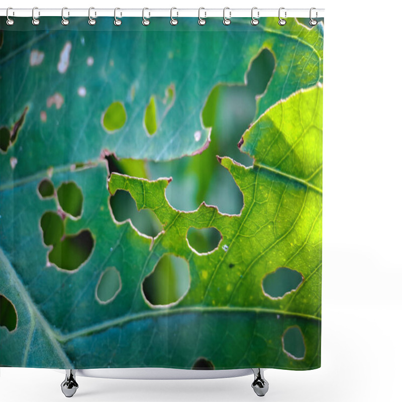 Personality  Green Leaves With Holes Because They Are Eaten By Pests And Beetles Background Green Blur. Shower Curtains