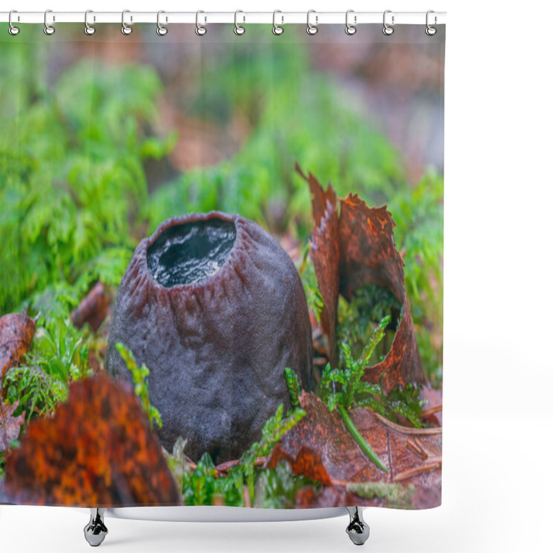 Personality  Sarcosoma Globosum A Rare Mushroom That Must Be Protected And Carefully Preserved. Shower Curtains