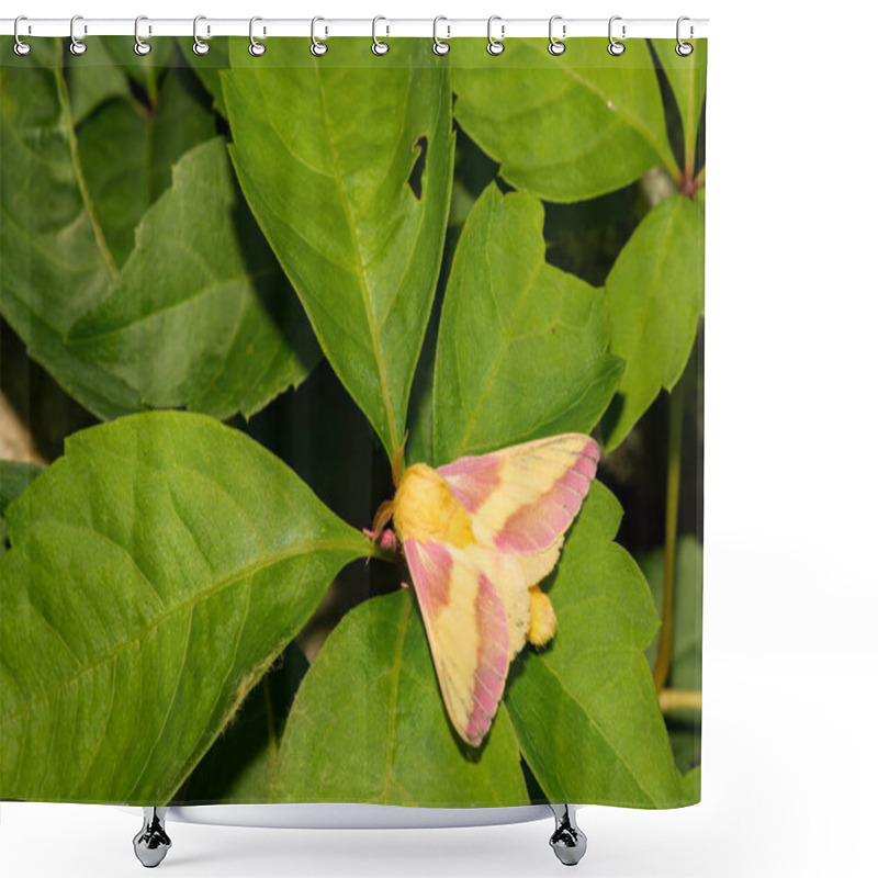 Personality  Rosy Maple Moth (Dryocampa Rubicunda) Shower Curtains