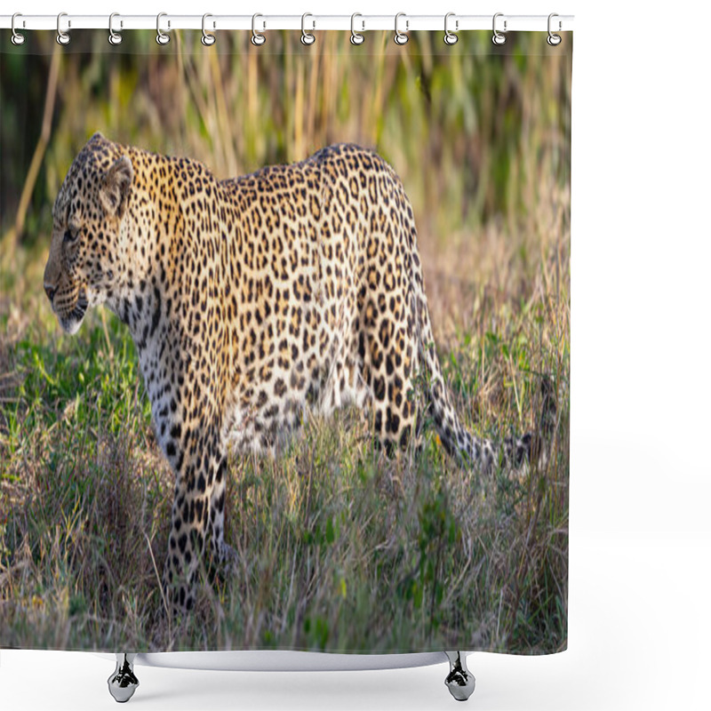 Personality  A Leopard (likely A Female) Is Foraging In Tall Grass.  The Leopard Is Low To The Ground, Its Body Partially Hidden By The Vegetation, Likely Searching For Prey Or Food.  The Image Shows The Leopard's Characteristic Spotted Coat And Its Interaction W Shower Curtains