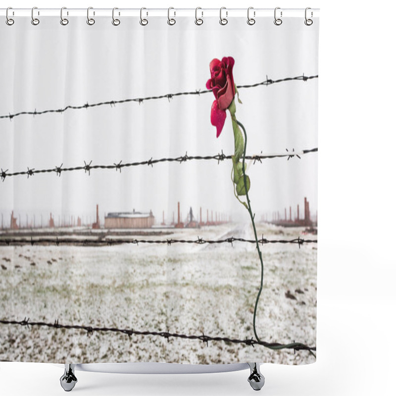 Personality  A Rose On The Barbed Wire Fence Shower Curtains