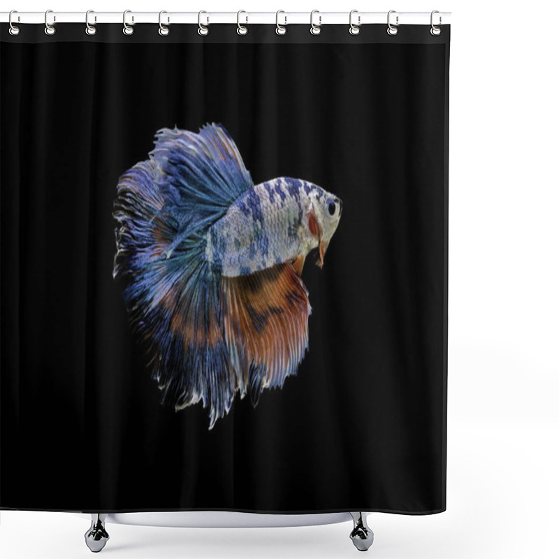 Personality  Siamese Fighting Fish,Betta Splendens,blue Fish, Black Background, Halfmoon Betta. Shower Curtains