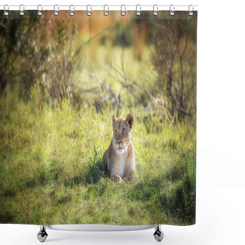 Personality  Beautiful Young Adult Lioness Takes Shade From The Heat Of The Day In The Masai Mara, Kenya.  Shower Curtains