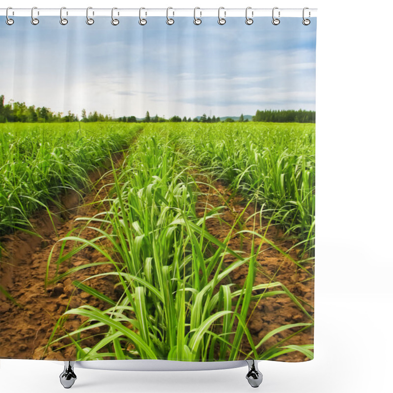 Personality  Sugarcane Row Shower Curtains