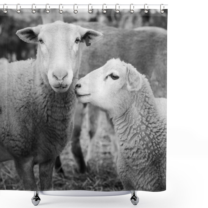 Personality  Sheep Black And White Shower Curtains