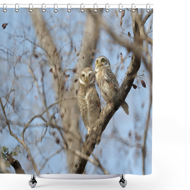 Personality  Spotted Owl Shower Curtains