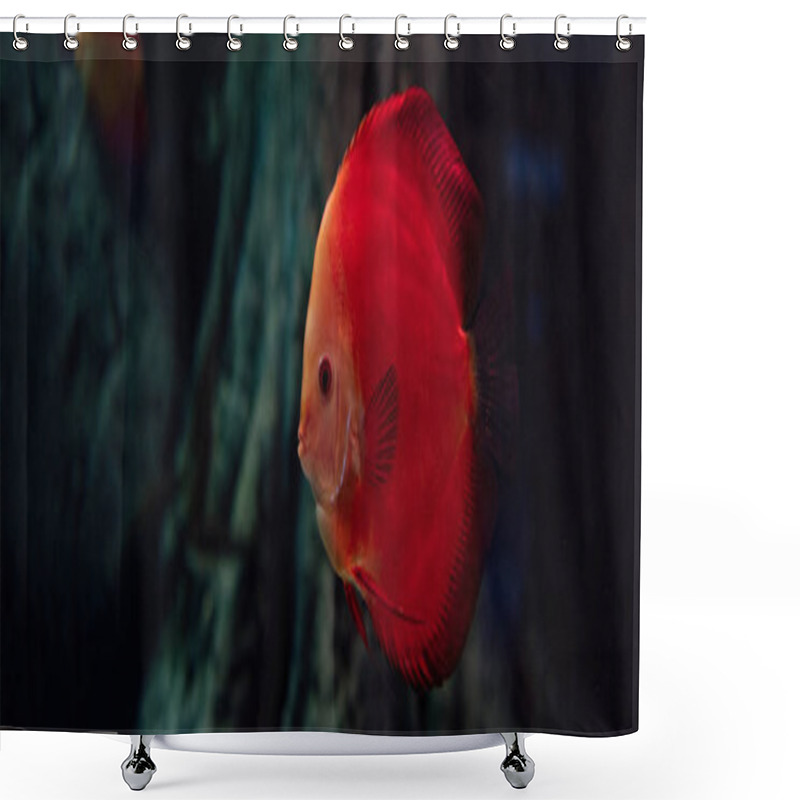 Personality  Goldfish Swimming Under Water In Aquarium, Panoramic Shot Shower Curtains