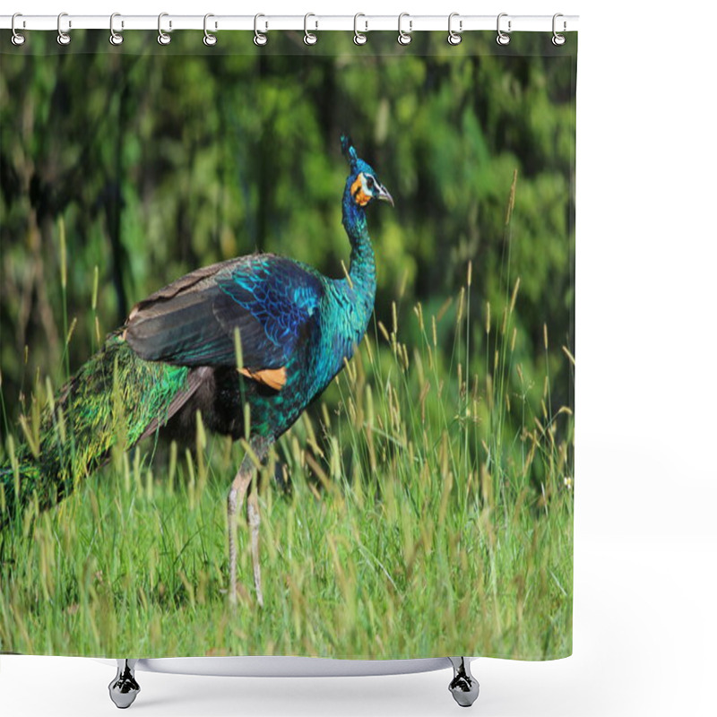 Personality  Thailand Peacock Shower Curtains