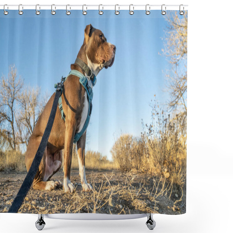 Personality  Young Pit Bull Terrier Dog In Harness  Shower Curtains