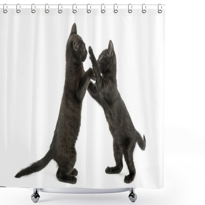 Personality  Side View Of Two Black Kittens Playing, 2 Months Old, Isolated O Shower Curtains