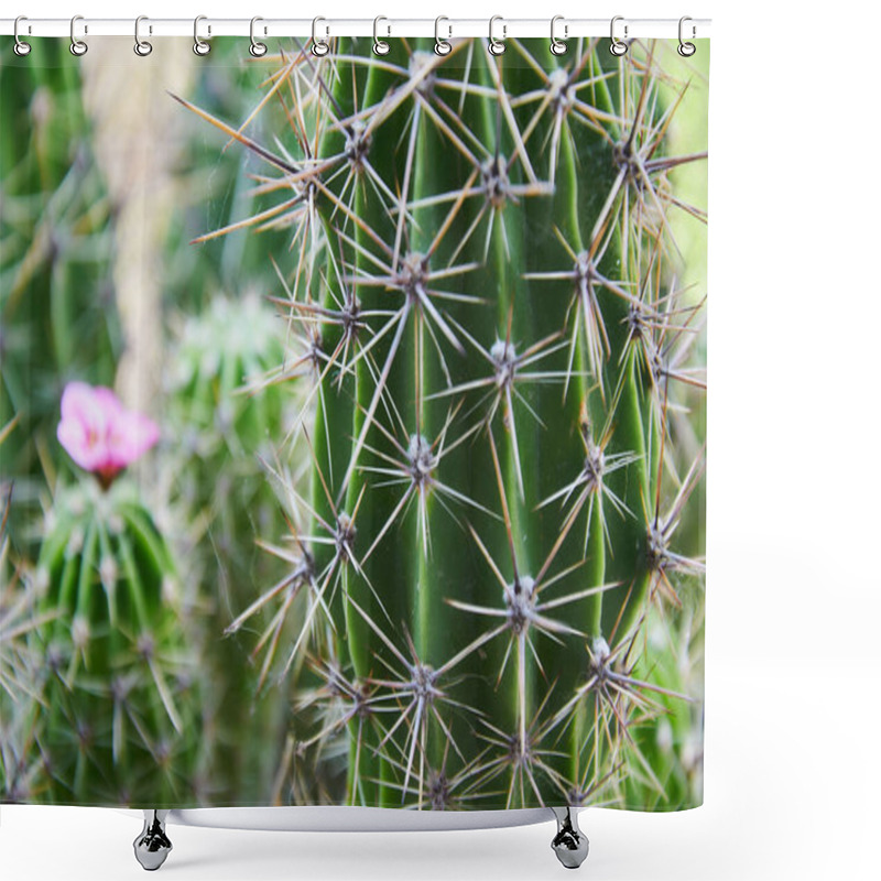 Personality  A Green Cactus With Large Spines And A Pink Flower. Blooming Cactus. Close-up. Shower Curtains